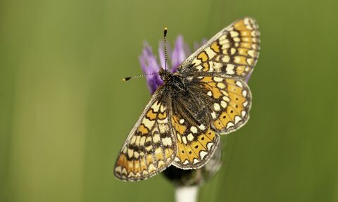 Marsh fritillary