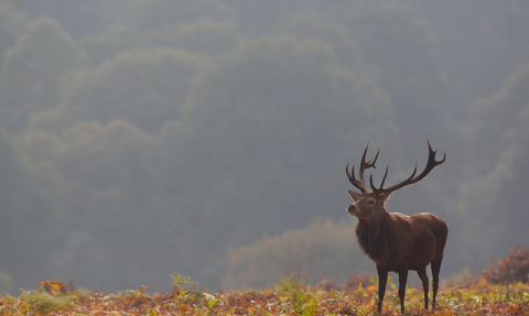 red deer - Jamie Hall