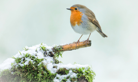 robin in winter by Jon Hawkins