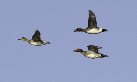 Two drake Wigeon (Anas penelope) pursue a duck in a courtship chase over flooded marshland on a sunny winter afternoon. Greylake RSPB reserve, Somerset Levels, UK, January.