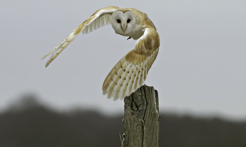 barn owl landing on fence post -Russell Savory