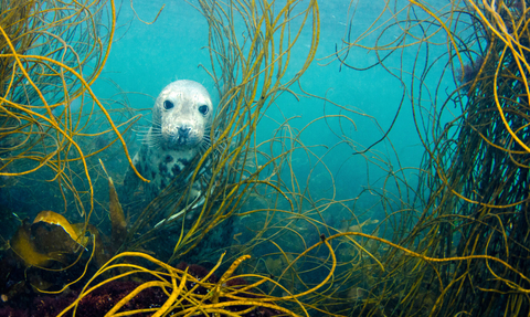 seal underwater - Cathy Lewis