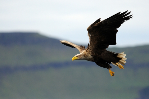 The North Devon Bird of Prey Centre