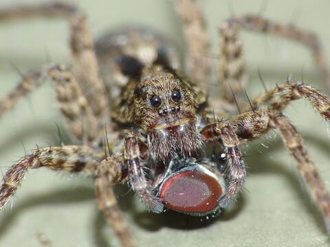 Spiders | Devon Wildlife Trust