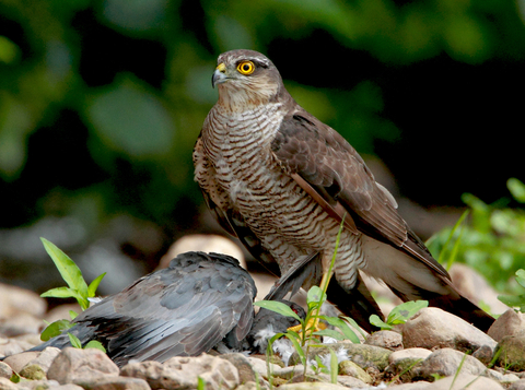 The Wildlife Trusts - Five of our more frequently seen birds of prey! 🦅 🔍Sparrowhawk - fairly small and the one you're most likely to see in your garden. They have grey