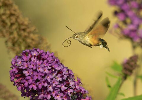 Devon’s hidden insect migration | Devon Wildlife Trust