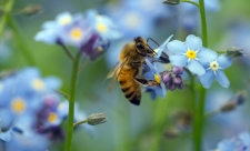 Bee on forget-me-nots