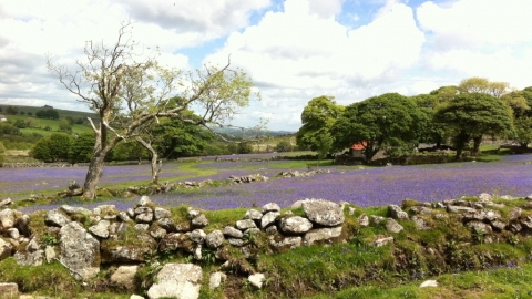 Bluebells growing on Emsworthy Mire nature reserve