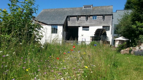 Poppies in the Cricklepit Mill wildlife garden