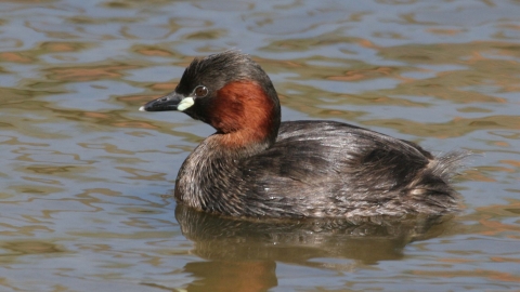 Little Grebe