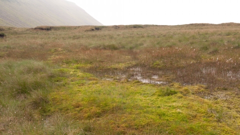 Blanket bog