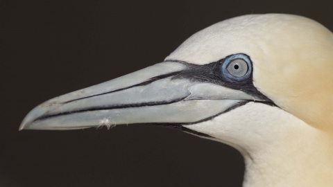 Gannet 