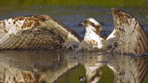 Osprey diving for fish