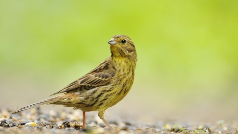 Yellowhammer