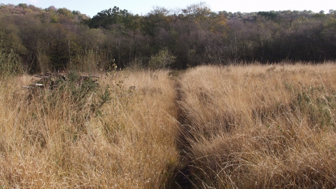 Heathland at Ashculm Turbary