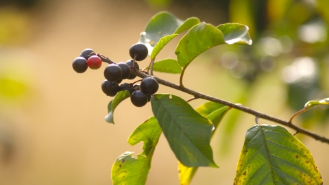 Alder Buckthorn