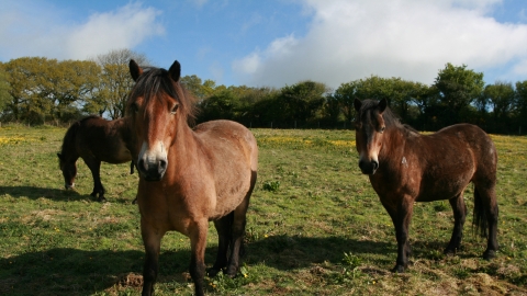 Ponies grazing at Andrew's Woood