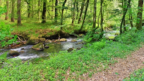 River Webbern flowing through Blackadon nature reserve. 