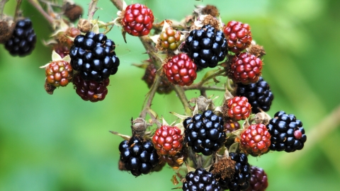 Bramble (blackberries)