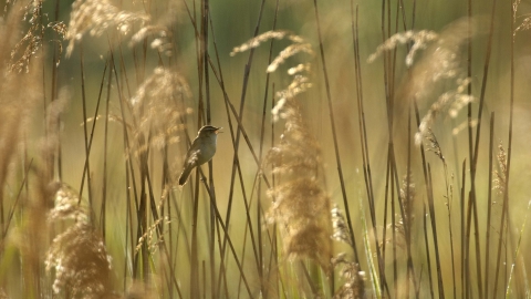 Sedge Warbler in Common Reed