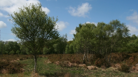 Trees growing at Chudleigh Knighton Heath