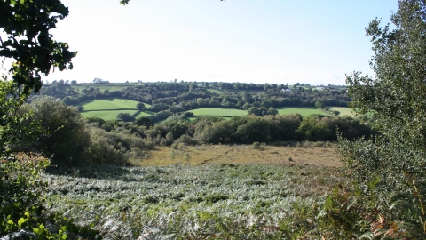 Clayhidon Turbary nature reserve