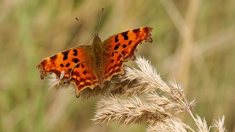 Comma butterfly