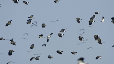 Lapwing flock