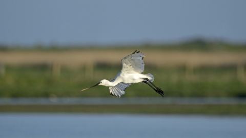 Spoonbill in flight