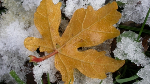 Field Maple