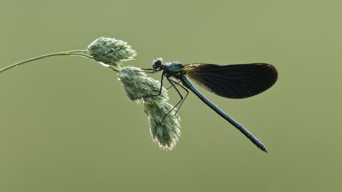 Male Beautiful Demoiselle