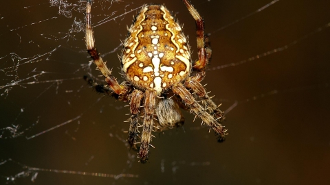 Garden Spider