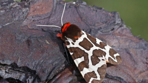 Early Jersey Tiger Moths in Cornish garden