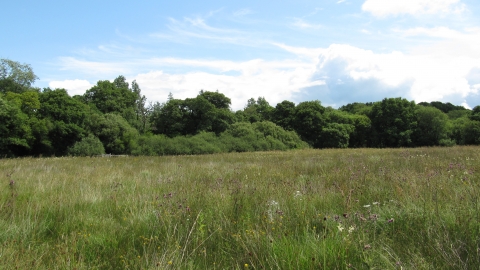 Grasses growing at Ash Moor