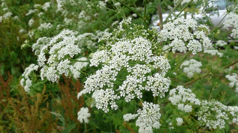 Hemlock