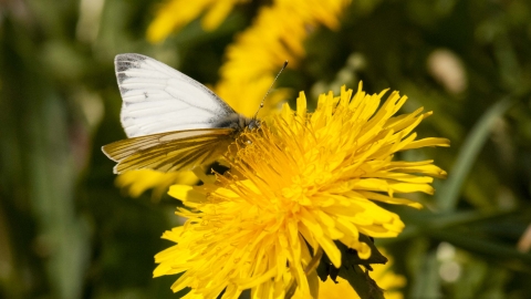 Green-veined White on Common Dandelion