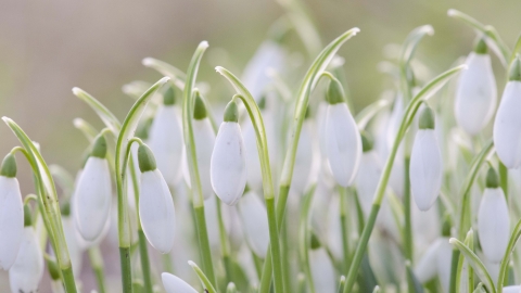 Snowdrops