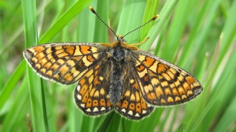 Marsh Fritillary