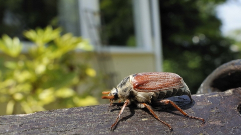 Common Cockchafer