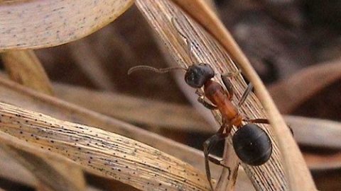 Narrow headed ant at Chudleigh Knighton Heath