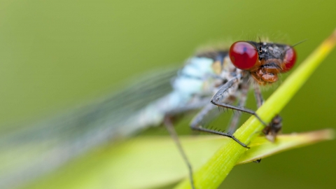 Red-eyed Damselfly