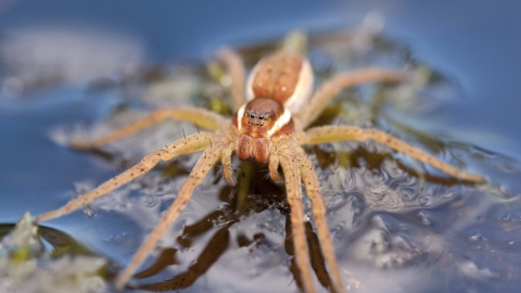 Raft Spider