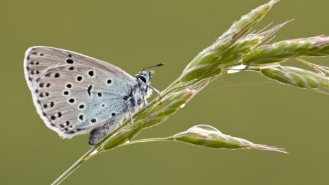 Large Blue butterfly