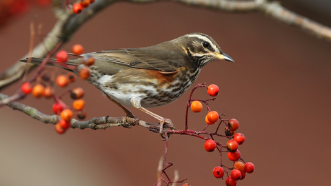 Redwing perched on a branch with berries