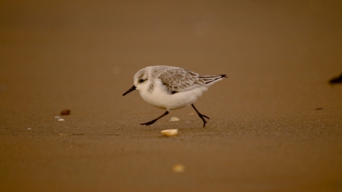 Sanderling