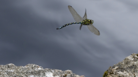 Southern Hawker