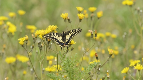 Swallowtail Butterfly