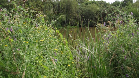 View through reeds to pond at Wolborough Fen nature reserve