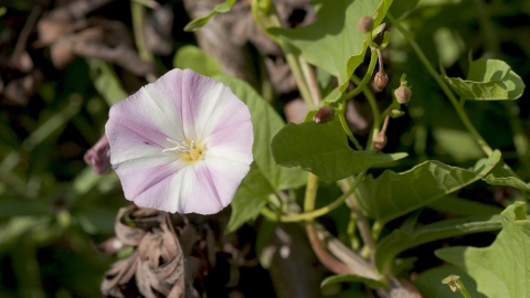 Field Bindweed