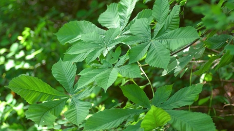 Horse Chestnut